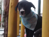 Cachorro raça SRD-ViraLata idade Abaixo de 2 meses nome Max