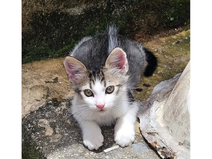 Gato raça SRD-ViraLata idade 2 a 6 meses nome Fofinho