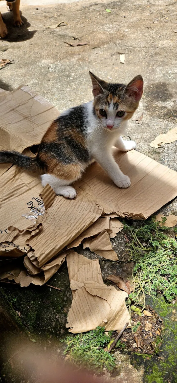 Gato raça SRD-ViraLata idade 2 a 6 meses nome Miudinha