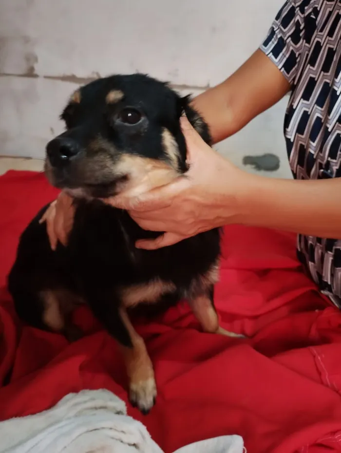 Cachorro raça SRD-ViraLata idade 1 ano nome Bethoven