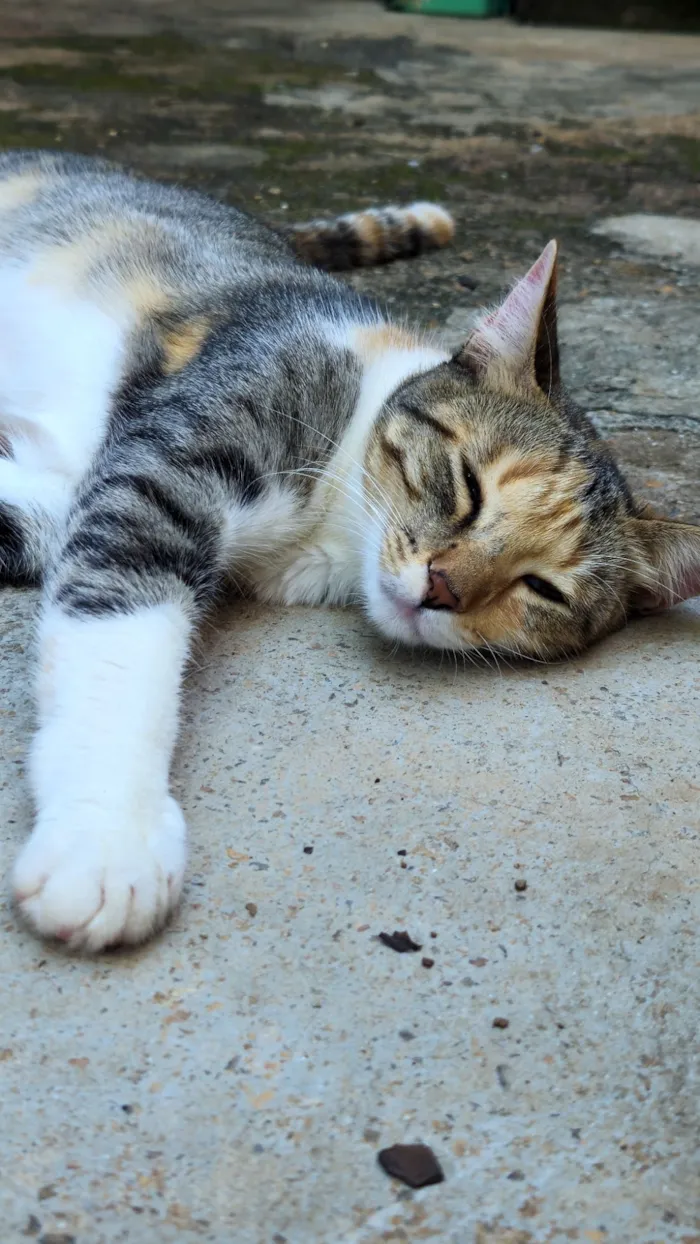 Gato raça SRD-ViraLata idade 1 ano nome Faísca 