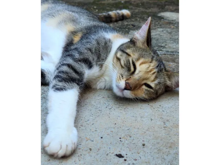 Gato raça SRD-ViraLata idade 1 ano nome Faísca 