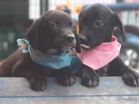 Cachorro raça SRD-ViraLata idade Abaixo de 2 meses nome Amora