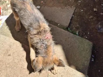 Cachorro raça SRD-ViraLata idade 2 a 6 meses nome Trovao