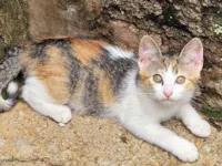 Gato raça SRD-ViraLata idade 2 a 6 meses nome Miudinha