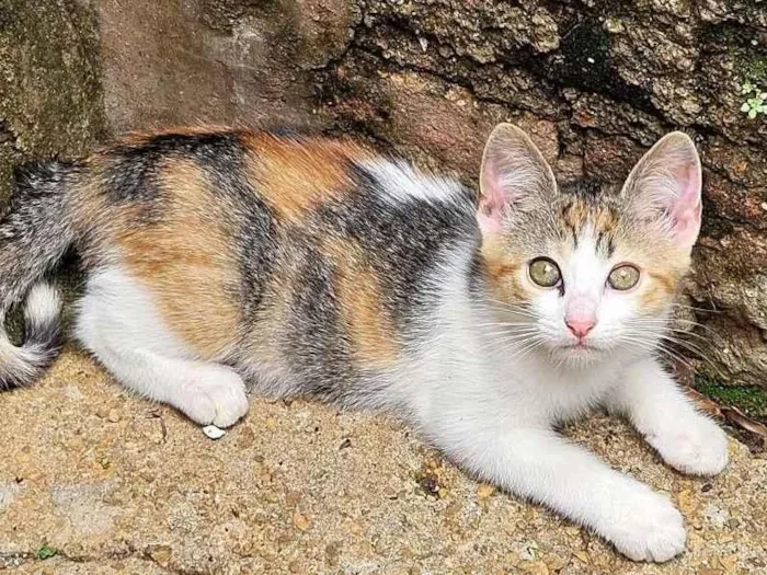 Gato raça SRD-ViraLata idade 2 a 6 meses nome Miudinha