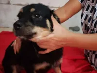 Cachorro raça SRD-ViraLata idade 1 ano nome Bethoven