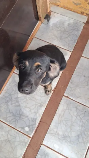 Cachorro raça SRD-ViraLata idade 2 a 6 meses nome Pipoca