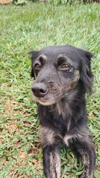 Cachorro raça SRD-ViraLata idade 5 anos nome Kiara