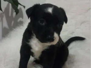 Cachorro raça SRD-ViraLata idade Abaixo de 2 meses nome filhotes 