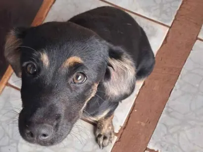 Cachorro raça SRD-ViraLata idade 2 a 6 meses nome Pipoca