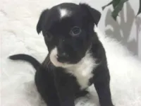 Cachorro raça SRD-ViraLata idade Abaixo de 2 meses nome filhotes 