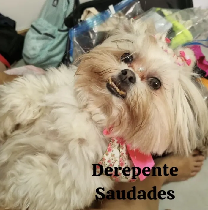 Cachorro raça Shitzu idade 6 ou mais anos nome Lunna