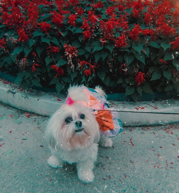 Cachorro raça Shitzu idade 6 ou mais anos nome Lunna