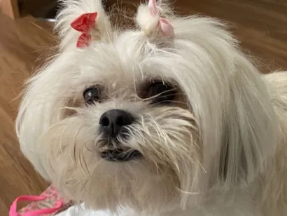 Cachorro raça Shitzu idade 6 ou mais anos nome Lunna