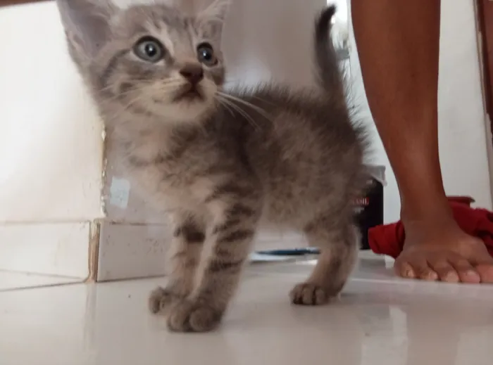 Gato raça SRD-ViraLata idade Abaixo de 2 meses nome Sem Nome