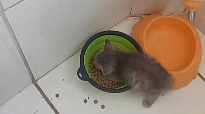 Gato raça SRD-ViraLata idade Abaixo de 2 meses nome SEM NOME