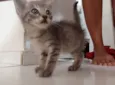 Gato raça SRD-ViraLata idade Abaixo de 2 meses nome SEM NOME