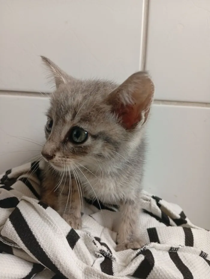 Gato raça SRD-ViraLata idade Abaixo de 2 meses nome SEM NOME