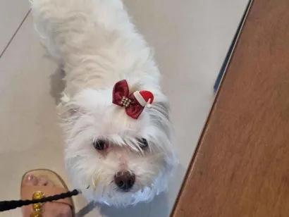 Cachorro raça Maltês idade 6 ou mais anos nome Celly
