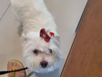 Cachorro raça Maltês idade 6 ou mais anos nome Celly