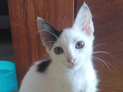 Gato raça SRD-ViraLata idade Abaixo de 2 meses nome Nutella