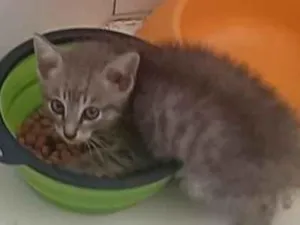 Gato raça SRD-ViraLata idade Abaixo de 2 meses nome Sem Nome