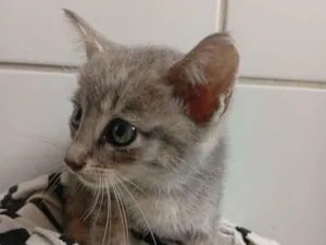 Gato raça SRD-ViraLata idade Abaixo de 2 meses nome SEM NOME