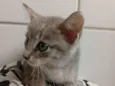 Gato raça SRD-ViraLata idade Abaixo de 2 meses nome SEM NOME