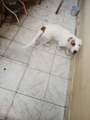 Cachorro raça SRD-ViraLata idade 2 a 6 meses nome Luk
