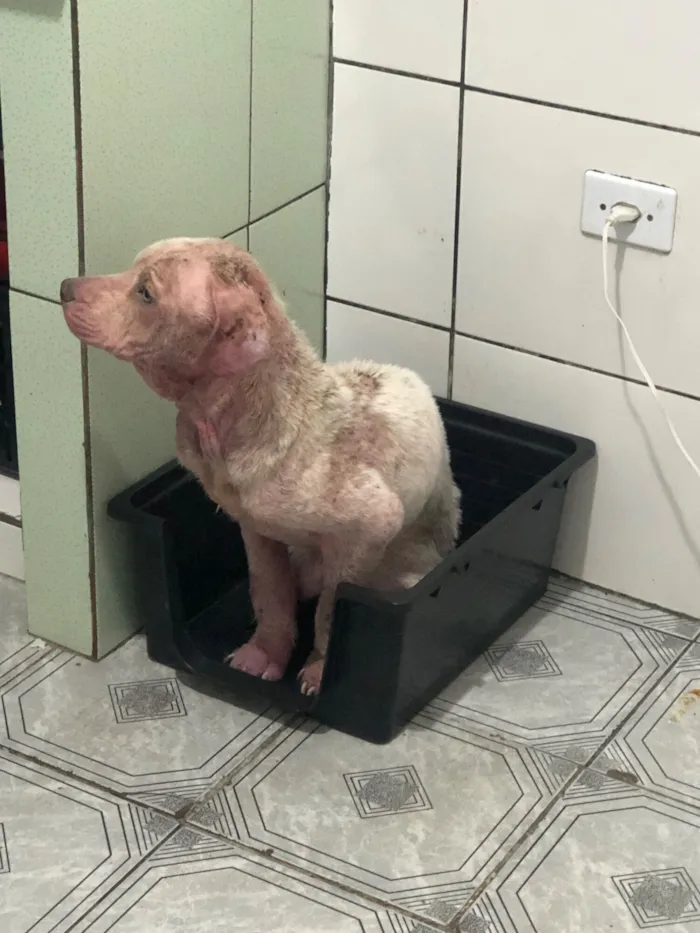 Cachorro raça Pit-Bull idade 7 a 11 meses nome Zeus