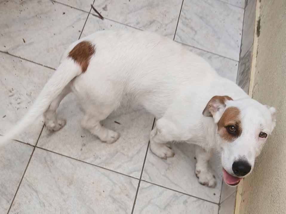 Cachorro raça SRD-ViraLata idade 2 a 6 meses nome Luk