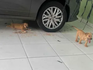Cachorro raça SRD-ViraLata idade 2 a 6 meses nome Sem nome 