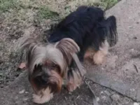 Cachorro raça Yorkshire idade 5 anos nome Baby 