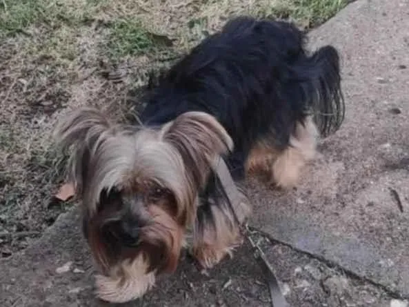 Cachorro raça Yorkshire idade 5 anos nome Baby 