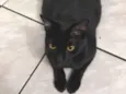 Gato raça SRD-ViraLata idade 1 ano nome Pretinha 