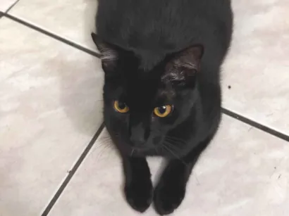 Gato raça SRD-ViraLata idade 1 ano nome Pretinha 