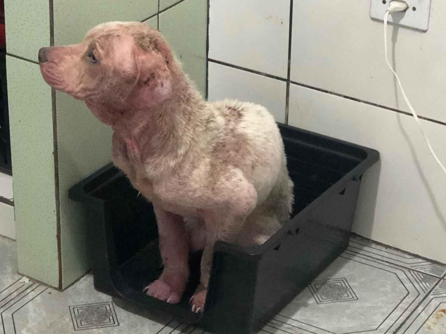 Cachorro raça Pit-Bull idade 7 a 11 meses nome Zeus