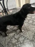 Cachorro raça SRD-ViraLata idade 3 anos nome Amora