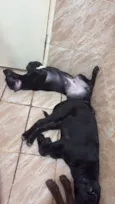 Cachorro raça SRD-ViraLata idade 2 a 6 meses nome MAX
