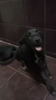 Cachorro raça SRD-ViraLata idade 2 a 6 meses nome MAX