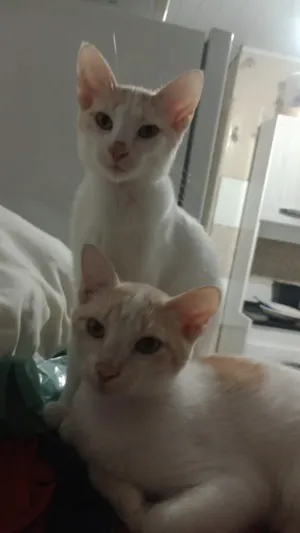Gato raça SRD-ViraLata idade 2 a 6 meses nome Faísca e caramelo 