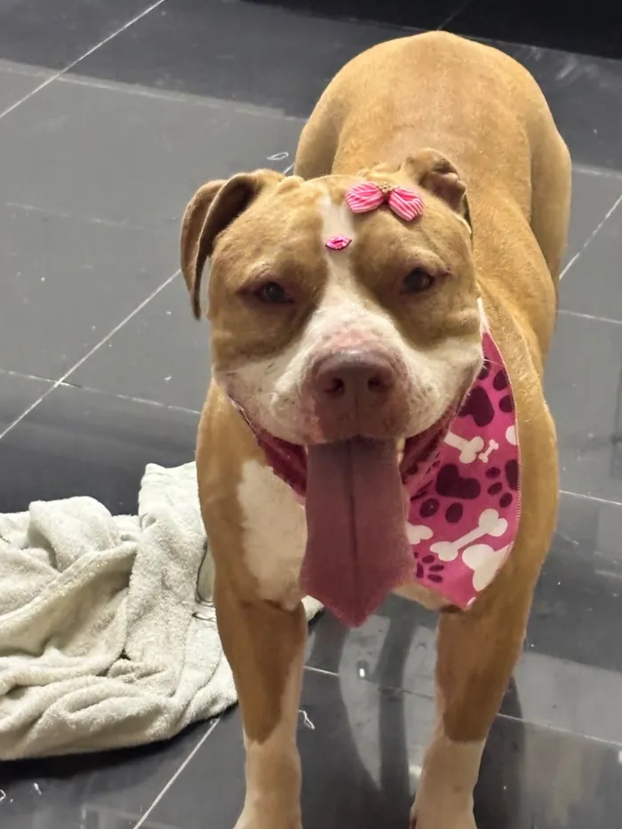 Cachorro raça Pit-Bull idade 2 a 6 meses nome Maya 