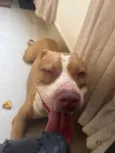 Cachorro raça Pit-Bull idade 2 a 6 meses nome Maya 