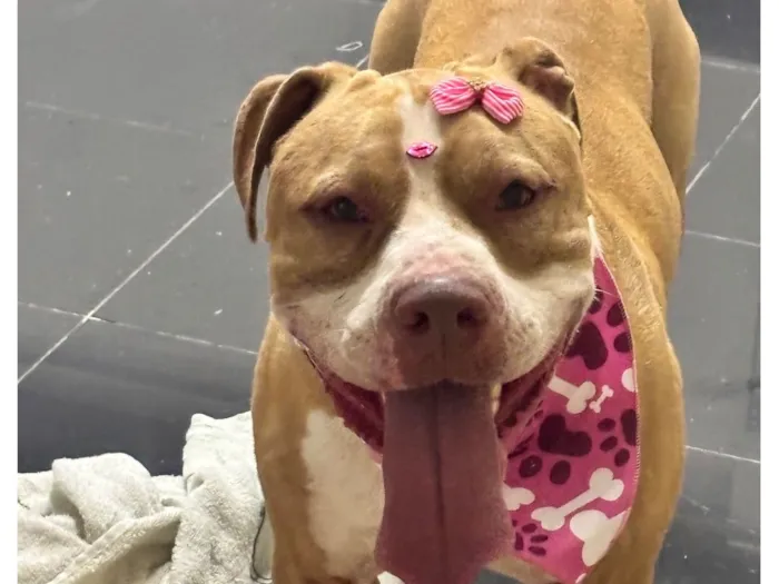 Cachorro raça Pit-Bull idade 2 a 6 meses nome Maya 