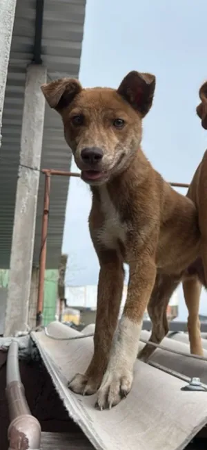 Cachorro raça Pit-Bull idade 7 a 11 meses nome DERICK