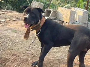 Cachorro raça Pit-Bull idade 7 a 11 meses nome Zeus 