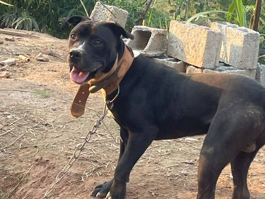 Cachorro raça Pit-Bull idade 7 a 11 meses nome Zeus 