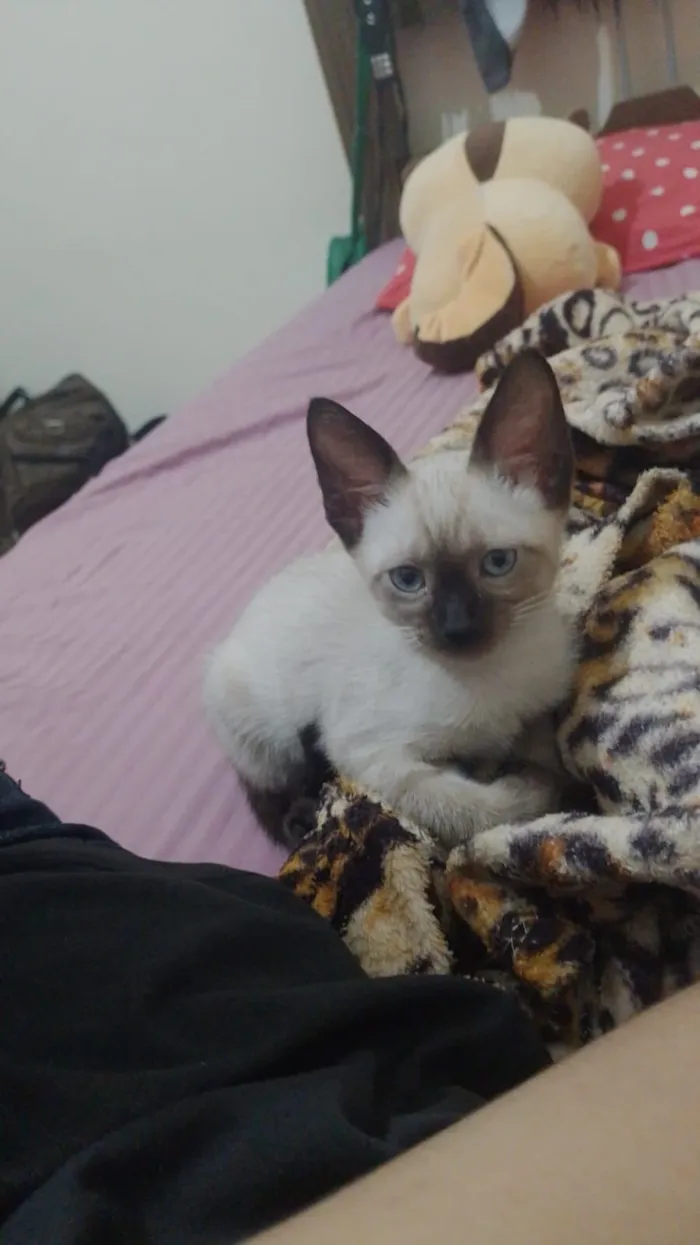Gato raça Siamês idade 2 a 6 meses nome Sky