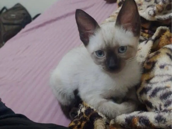 Gato raça Siamês idade 2 a 6 meses nome Sky